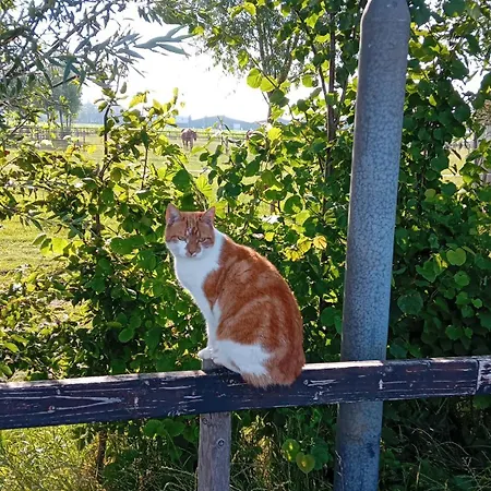 בקתה Alloro-cat